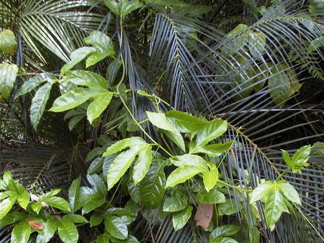 Passiflora mollissima